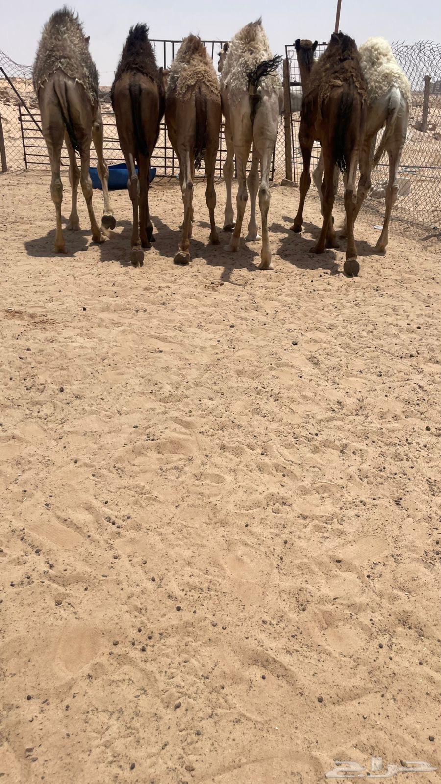 حشو قعدان برية طيبة كفو64379108612227114