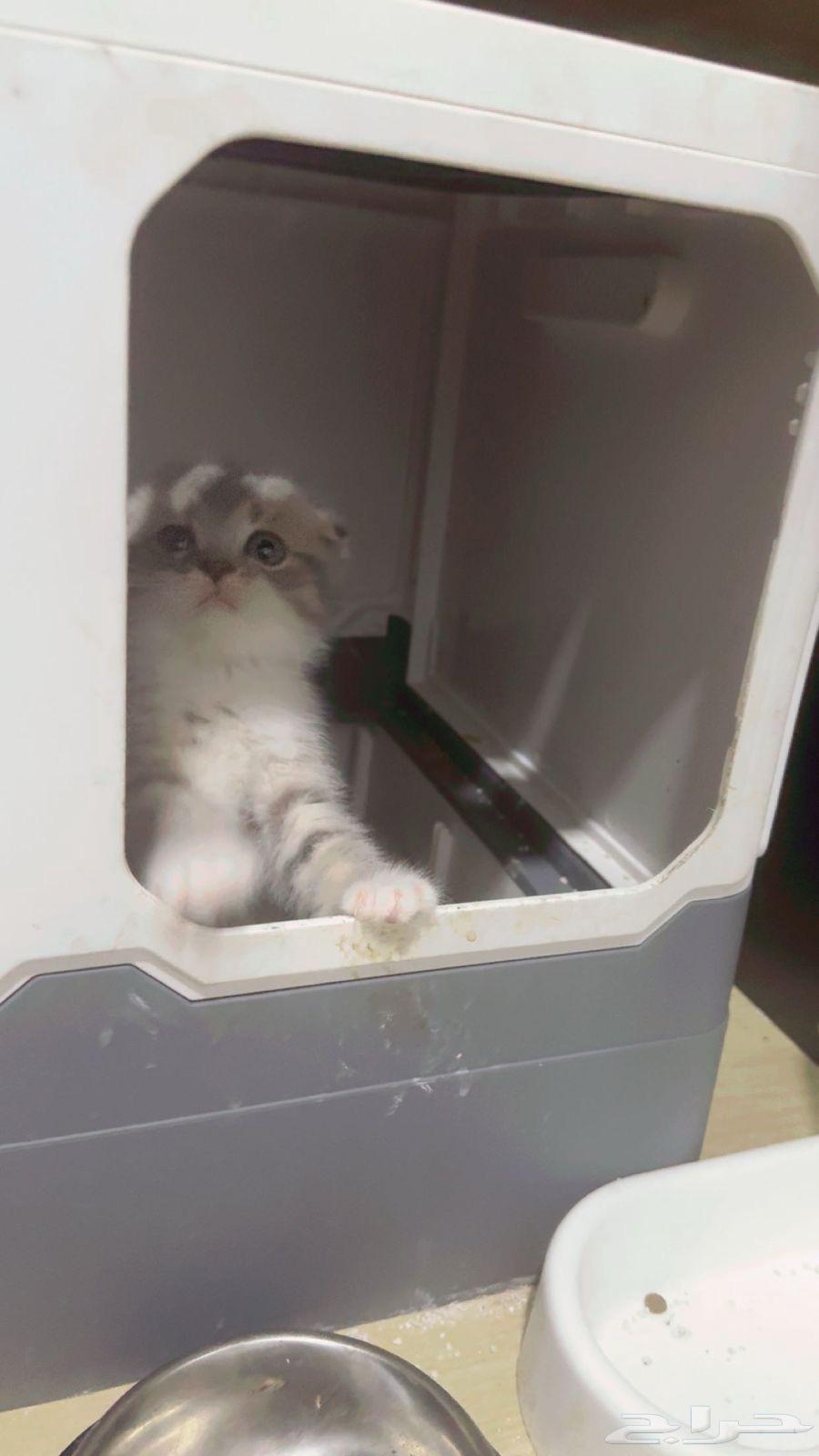 قطط سكوتش فولد للبيع64390151478657113