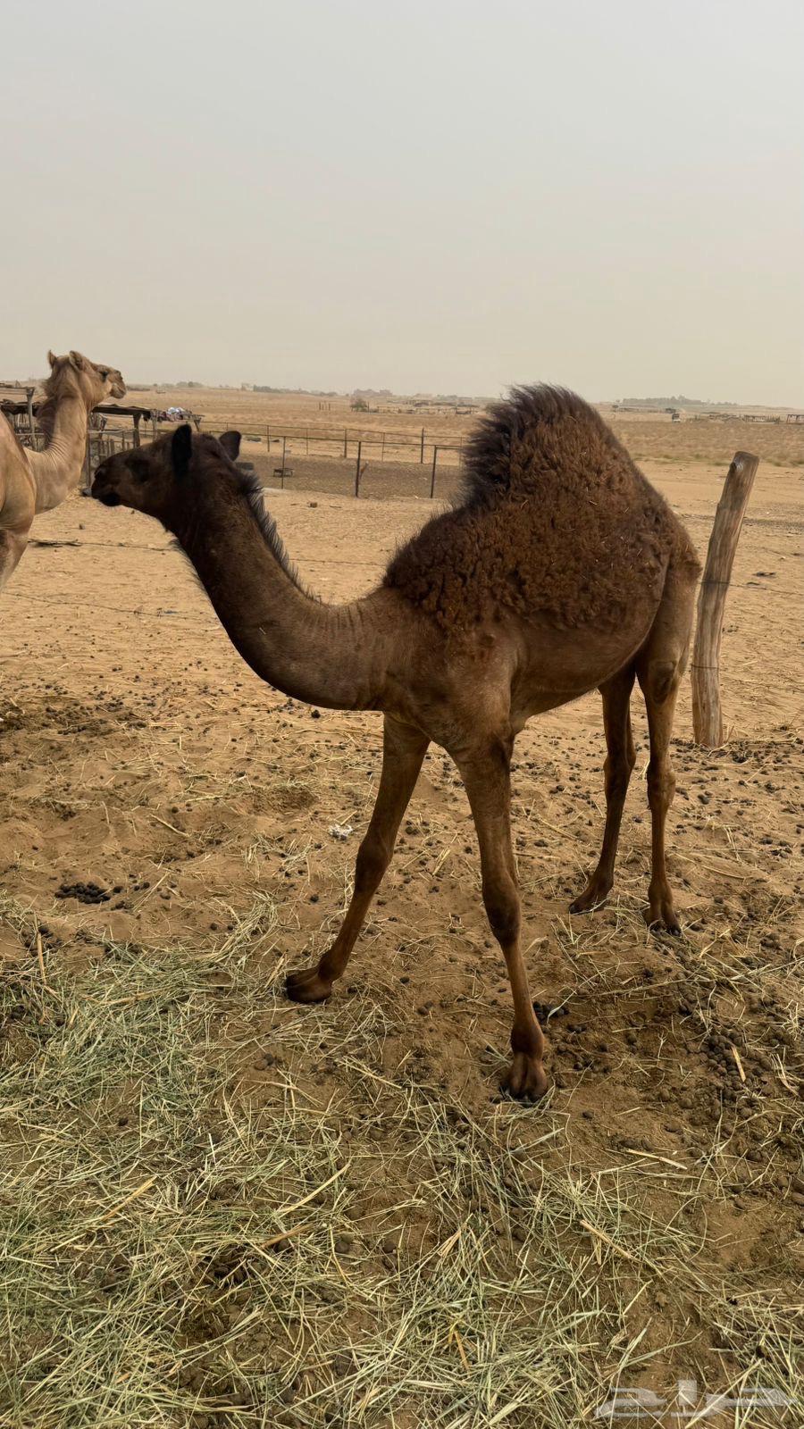 قعود للبيع سمين ونظيف64384409997443111