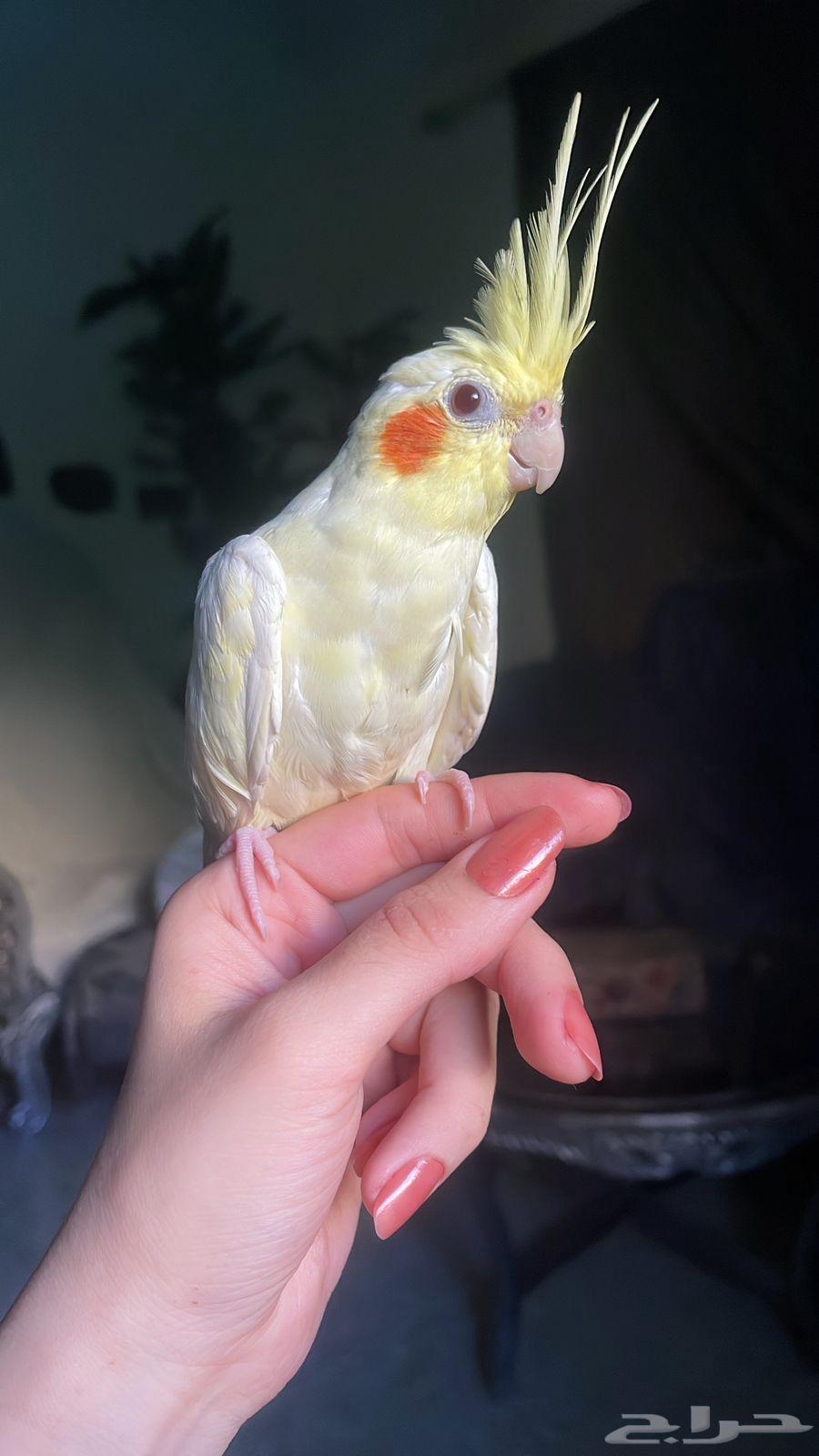 للبيع ببغاء الكروان الملكي64385551057153110