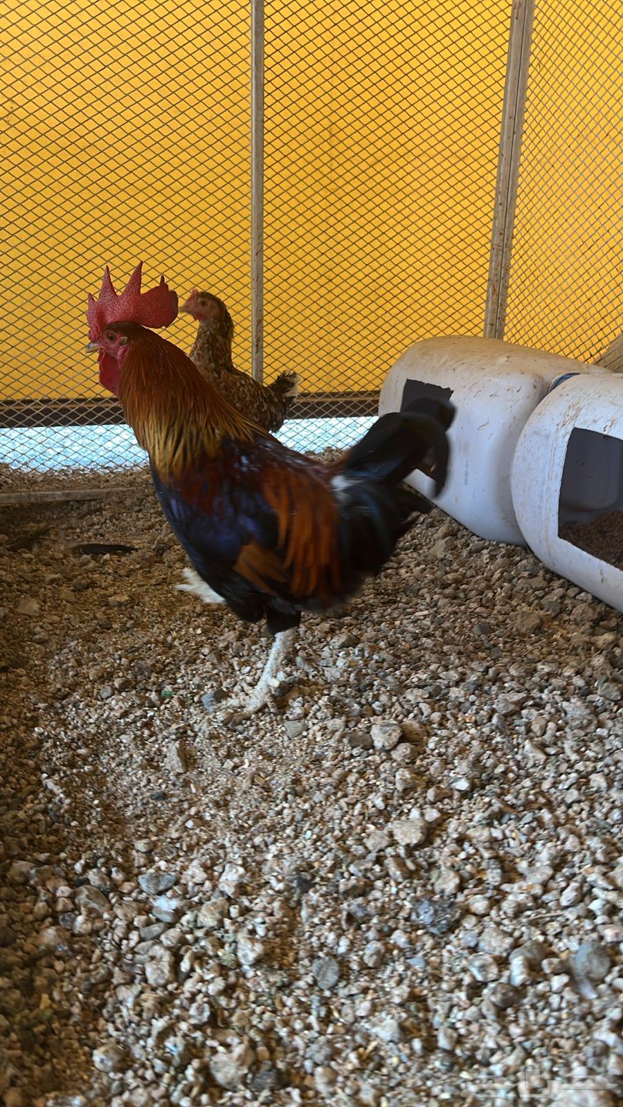 ديك بلدي للبيع64387424932994112