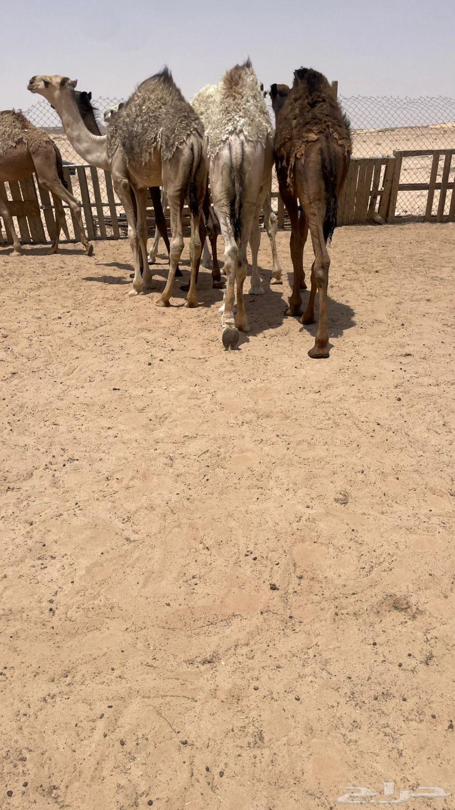 حشو قعدان برية طيبة كفو64379108612227113