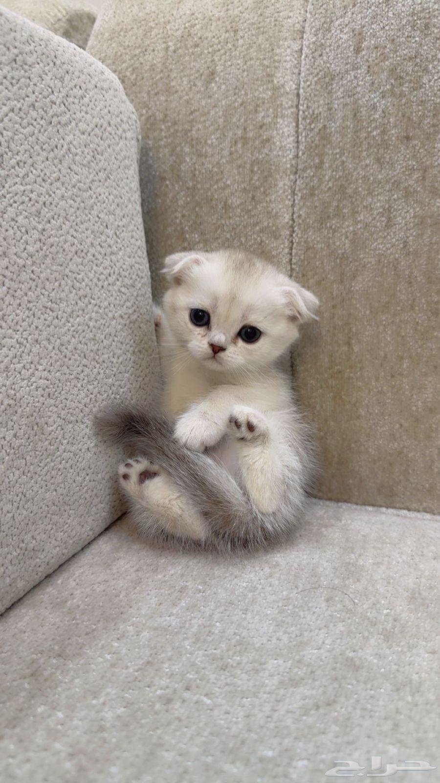 Scotch and Manx kittens for sale, Taby and Tabby64379123687810110