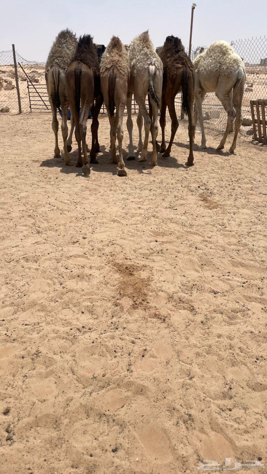 حشو قعدان برية طيبة كفو64379108612227112