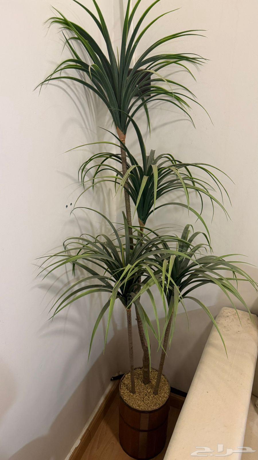 Chandelier and table - Tree - Carpet64378440455555114