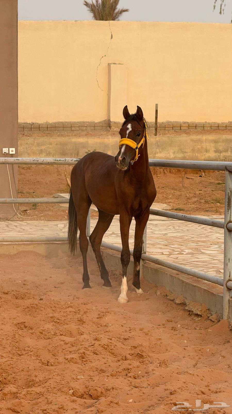 Popular mare, one year and a little, the mare is free of all defects64391276078082111