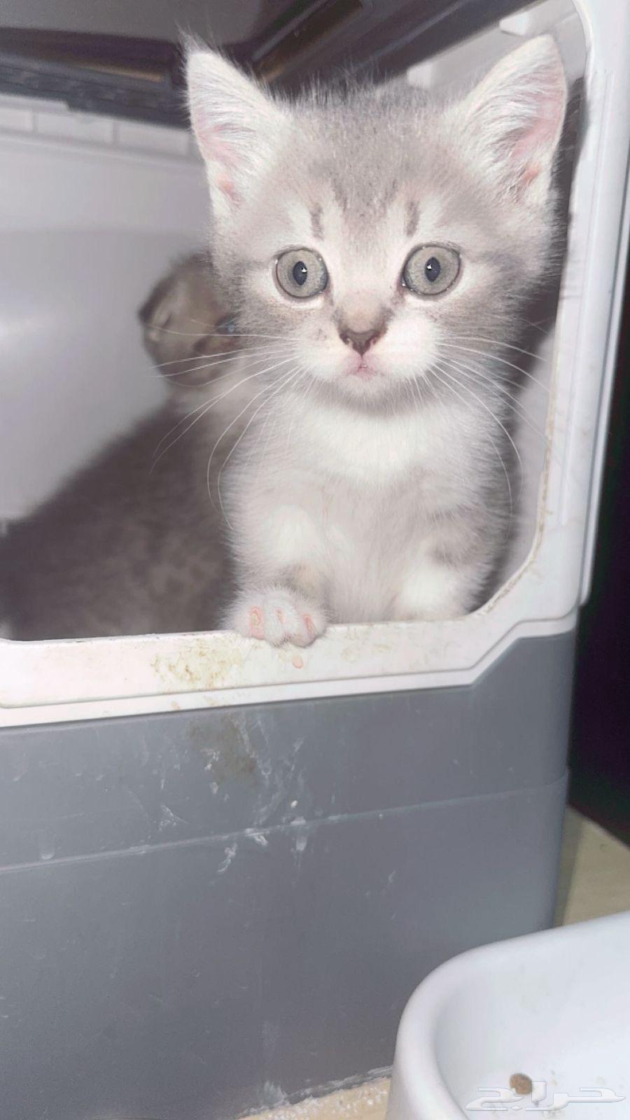 قطط سكوتش فولد للبيع64390151478657112