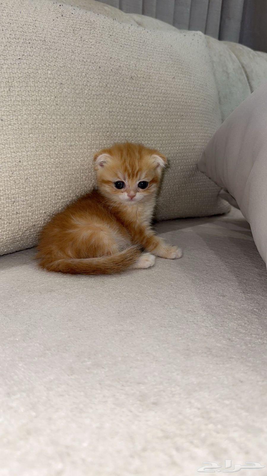 Scotch and Manx kittens for sale, Taby and Tabby64379123687810114