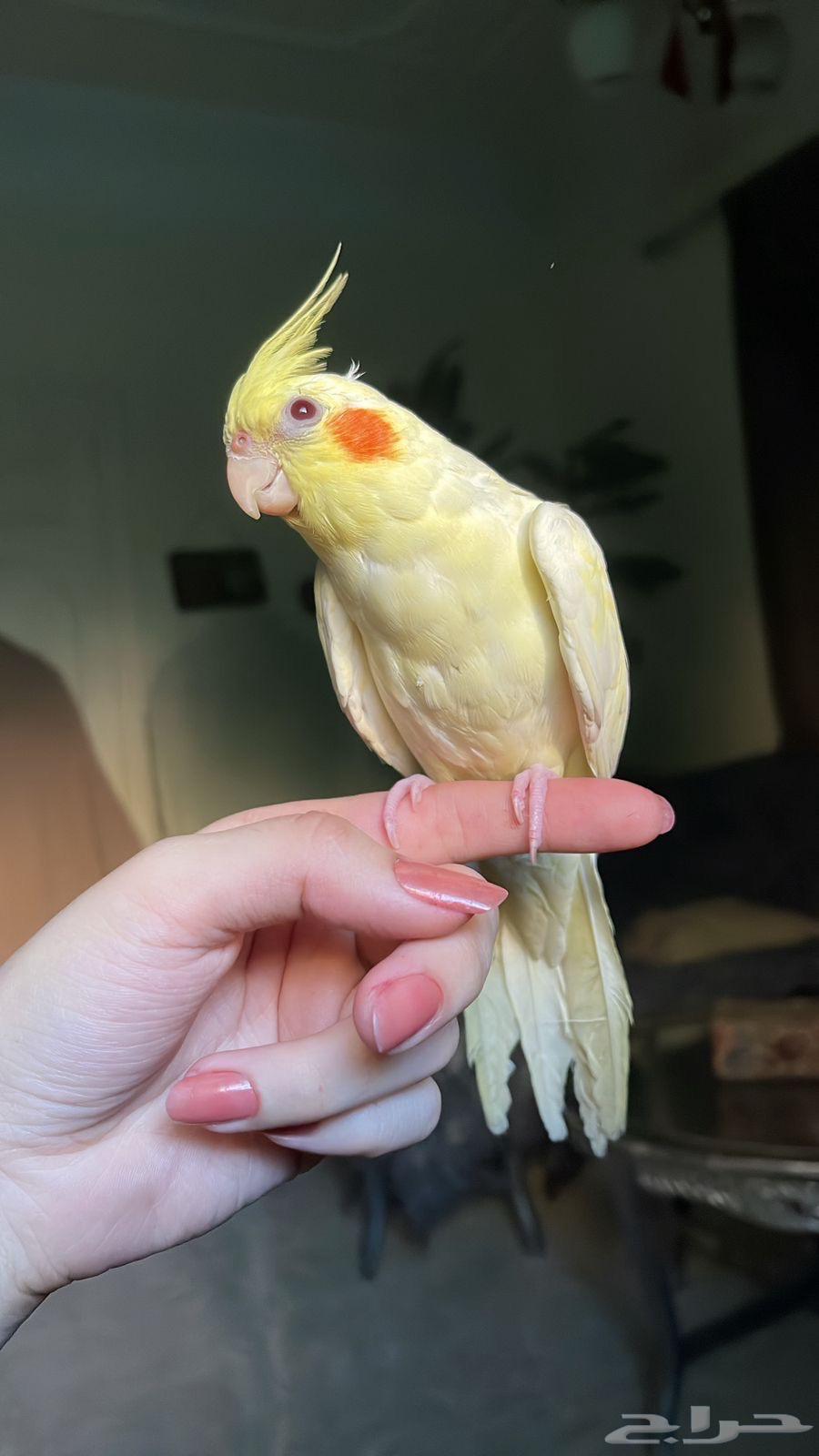 للبيع ببغاء الكروان الملكي64385551057153111