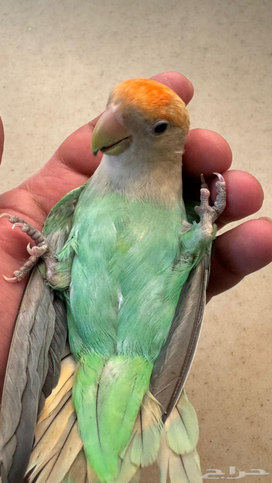 للبيع طيور زينة مميزة64382404626307111