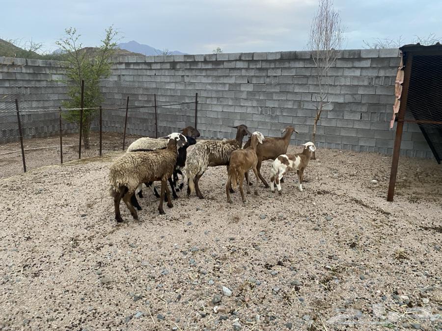 سواكن خلفات عدد خمسه تحتها ثلاثه64380373984130113