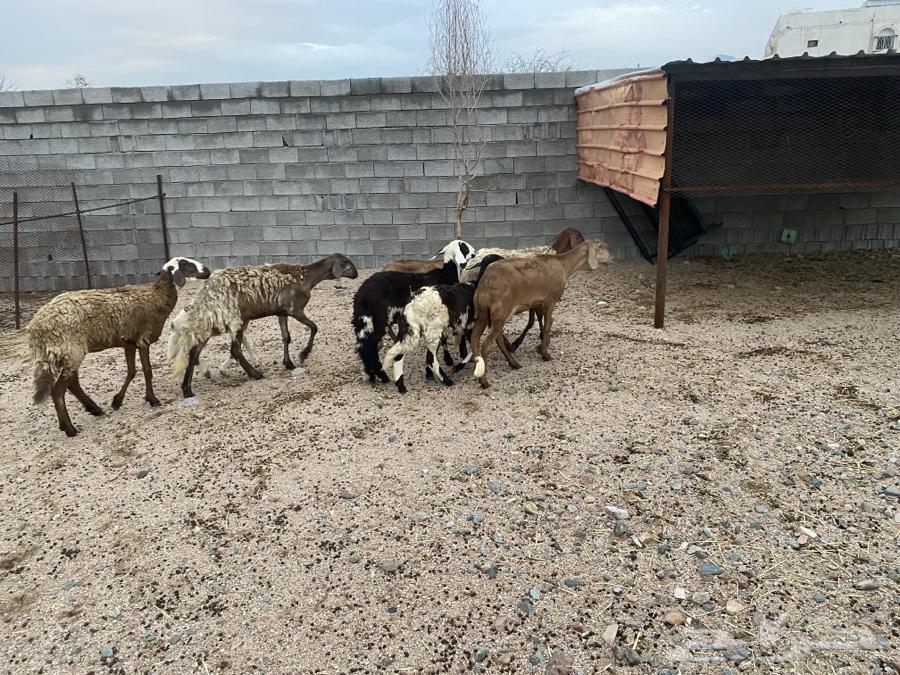 سواكن خلفات عدد خمسه تحتها ثلاثه64380373984130111