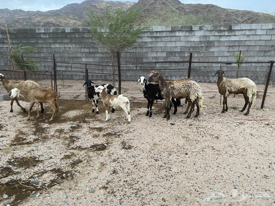 سواكن خلفات عدد خمسه تحتها ثلاثه64380373984130112