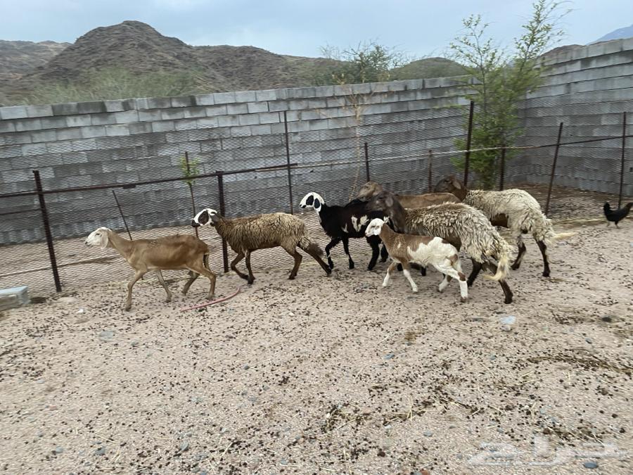 سواكن خلفات عدد خمسه تحتها ثلاثه64380373984130110