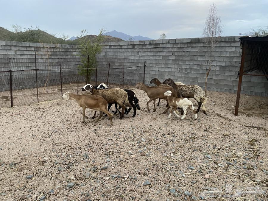 سواكن خلفات عدد خمسه تحتها ثلاثه64380373984130114