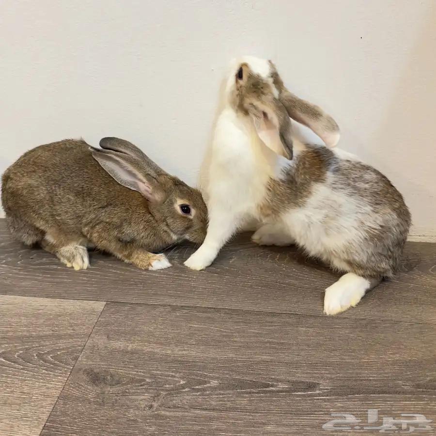 ارانب للبيع مستعجل64378774772483110