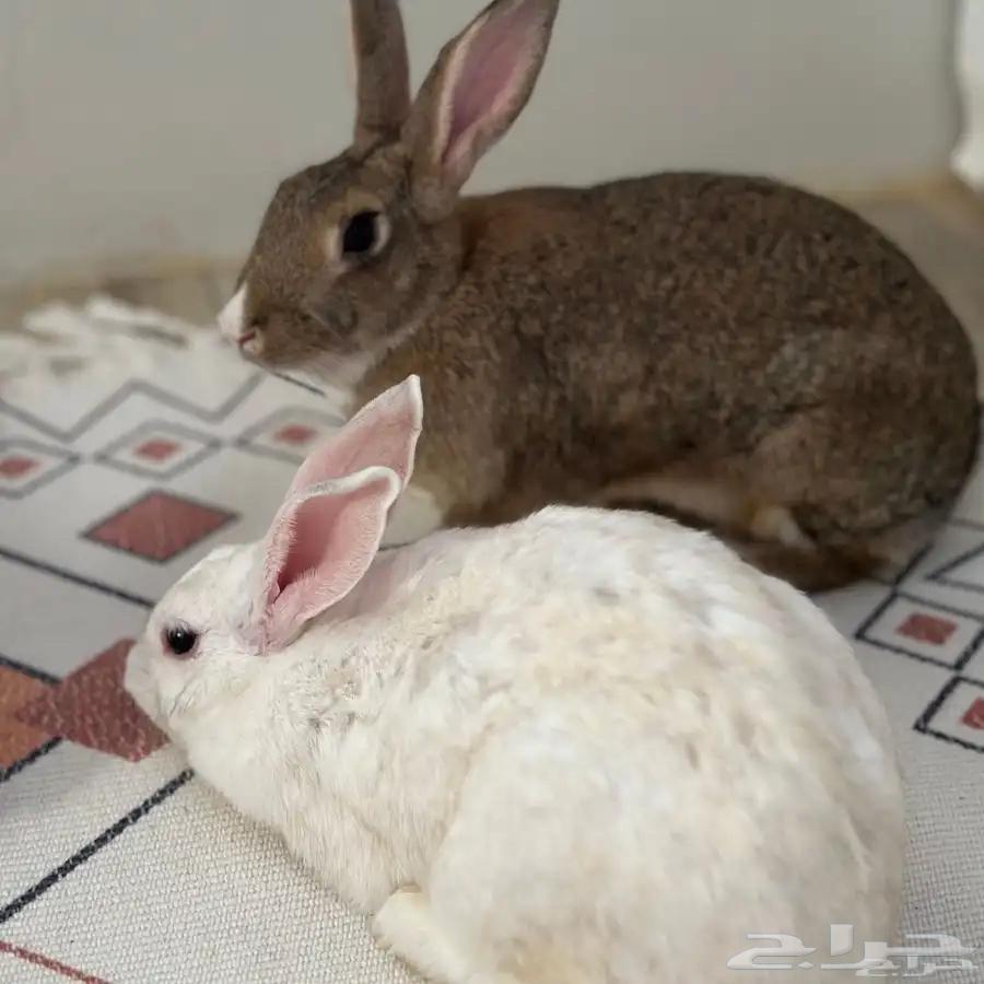 ارانب للبيع مستعجل64378774772483112
