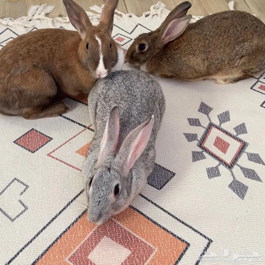 ارانب للبيع مستعجل64378774772483111