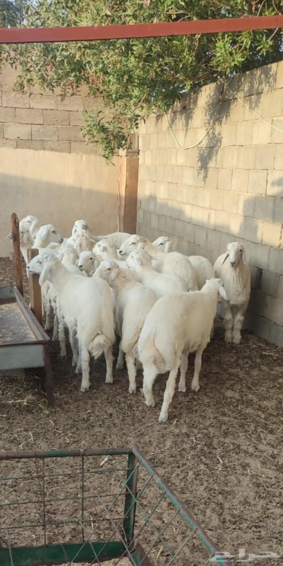 طليان حرية للبيع64390706563714113