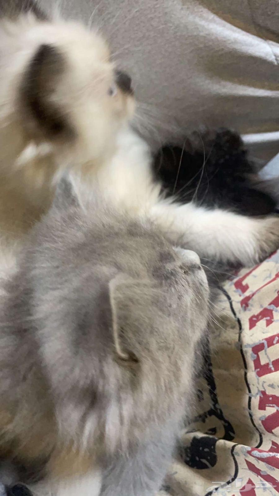 للبيع قطط همالايا   شيزاري64382611020802112