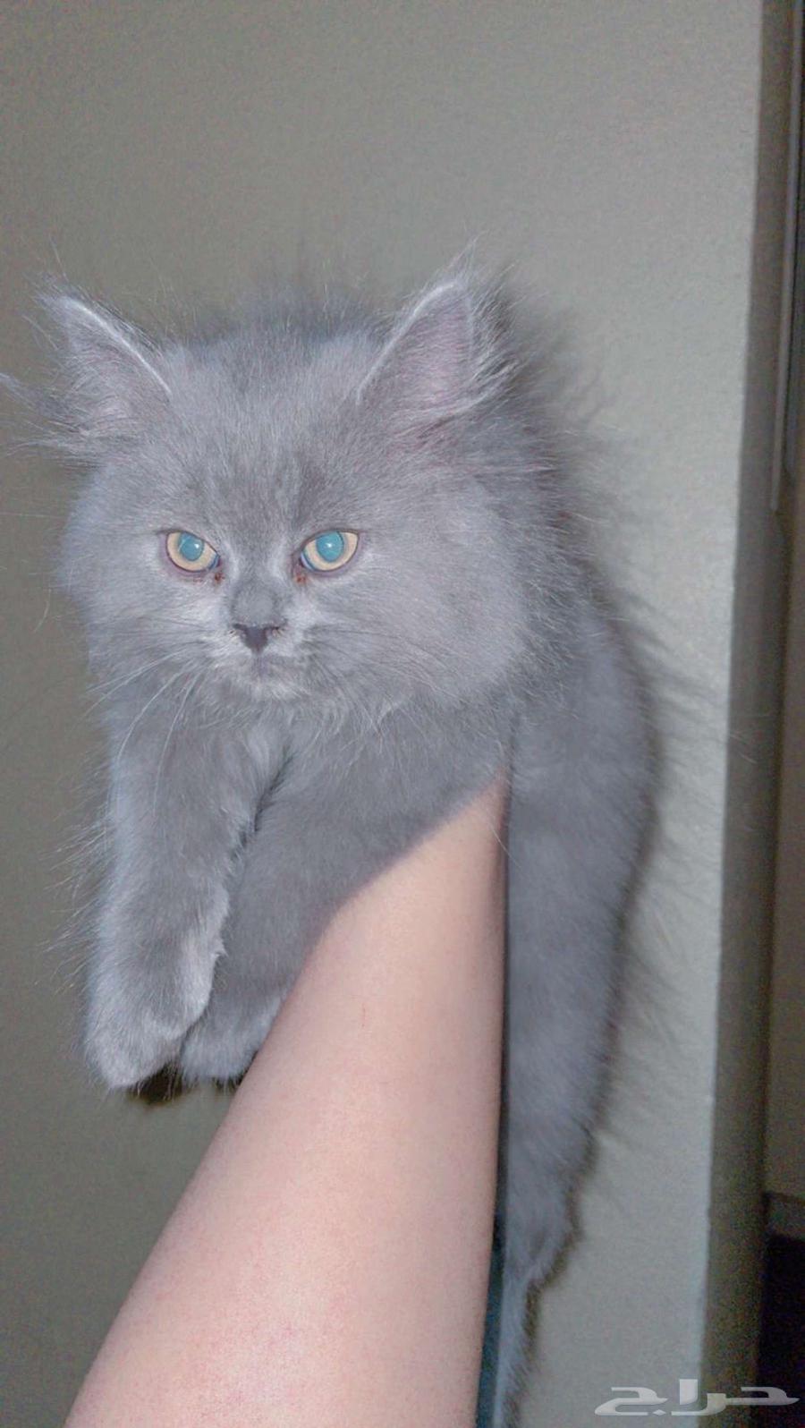 للبيع قطط همالايا   شيزاري64382611020802111
