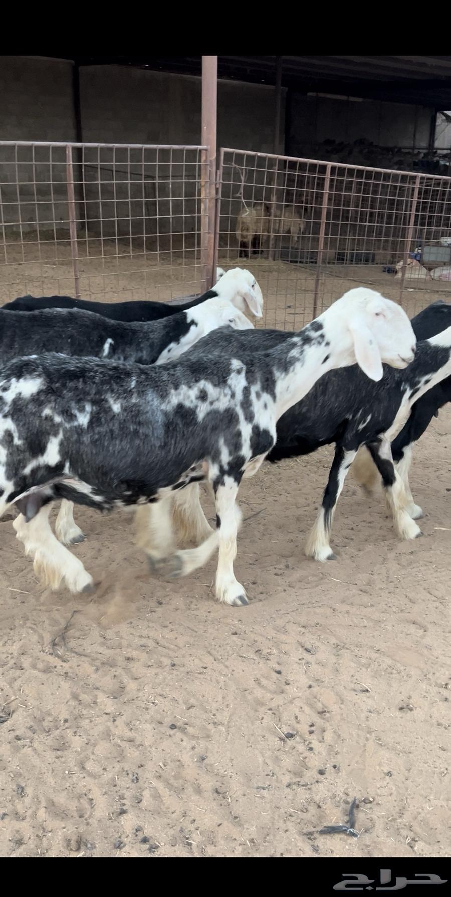 For sale Najdi 9 followed by 964389626453505110