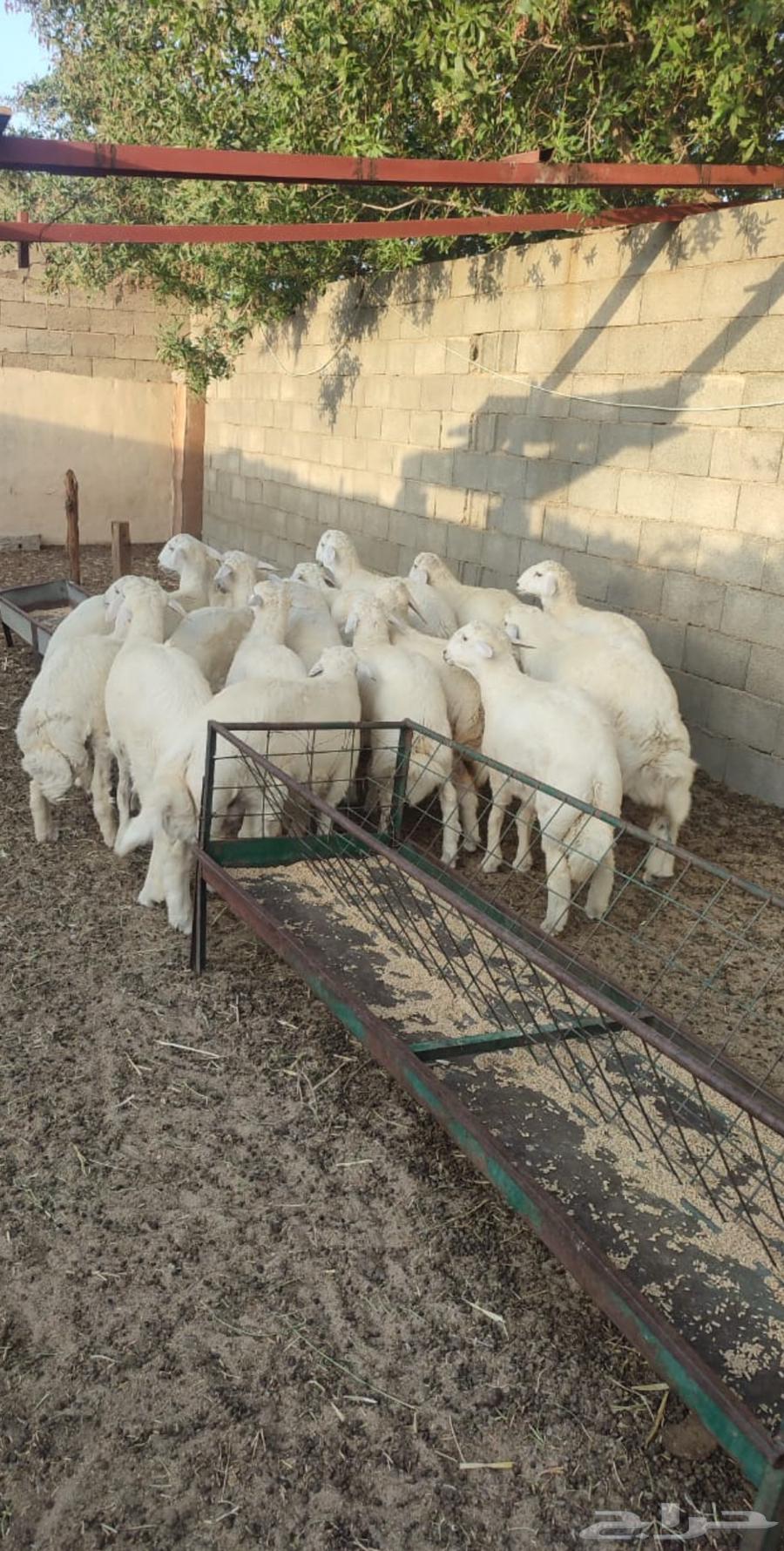 طليان حرية للبيع64390706563714112