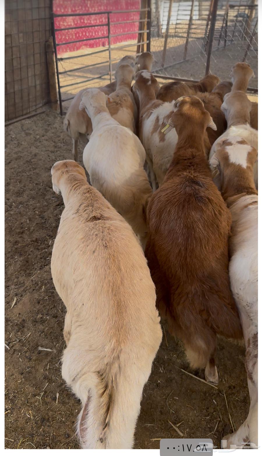 Refidi slaughter64385355372291111