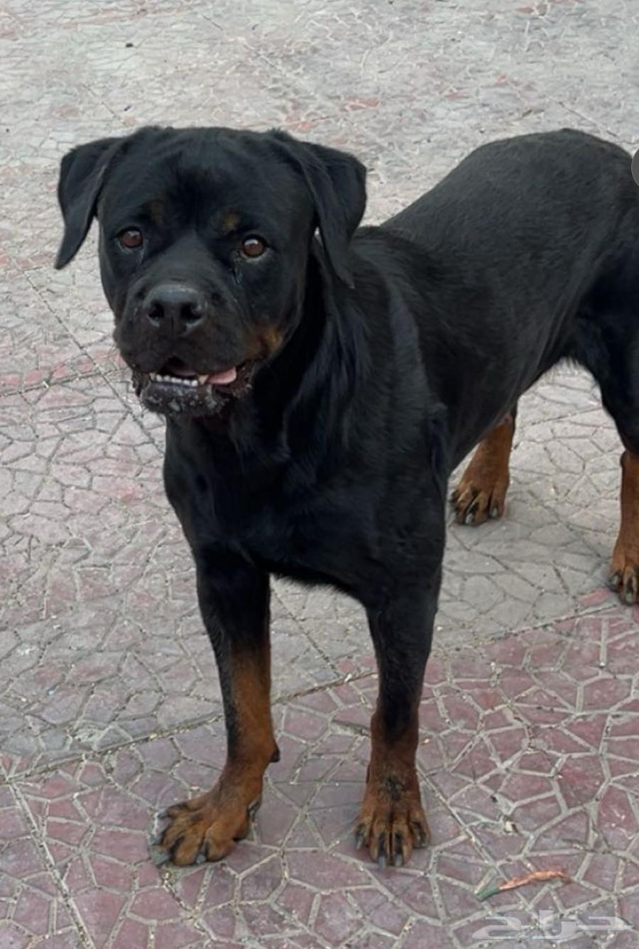 كلبه روت وايلر مستورده مستوى توب بسعر مناسب64390596132994113