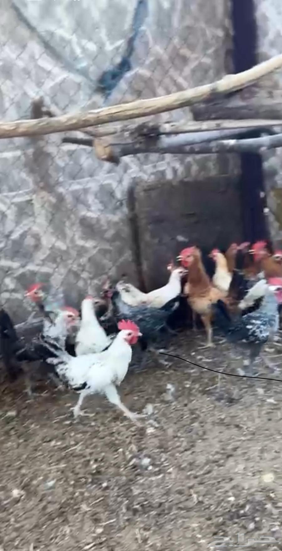 للبيع ديوك بلدي العدد 37 حد على 9 جملة أو تفريد على 1264381726438402113