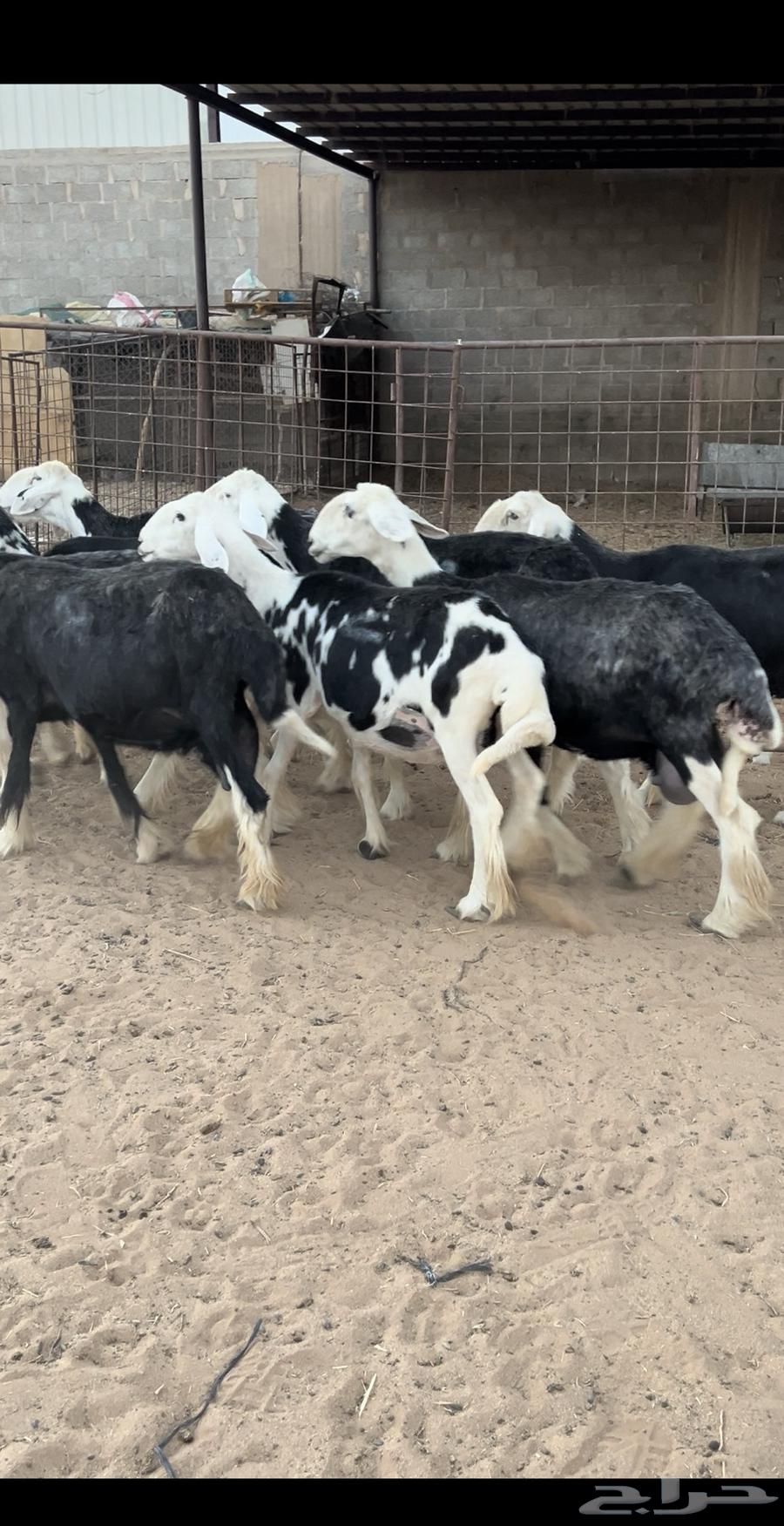 For sale Najdi 9 followed by 964389626453505111