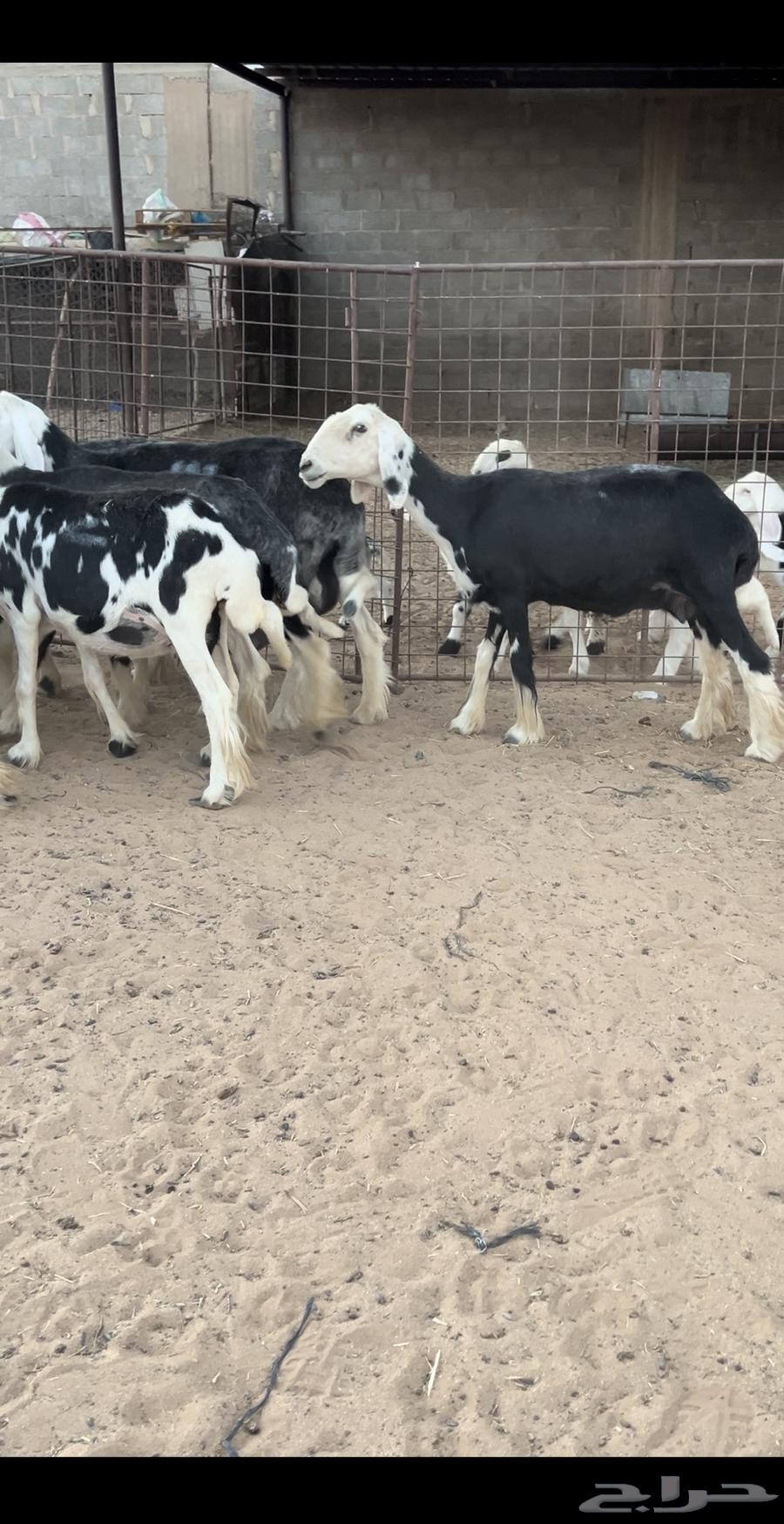 For sale Najdi 9 followed by 964389626453505112