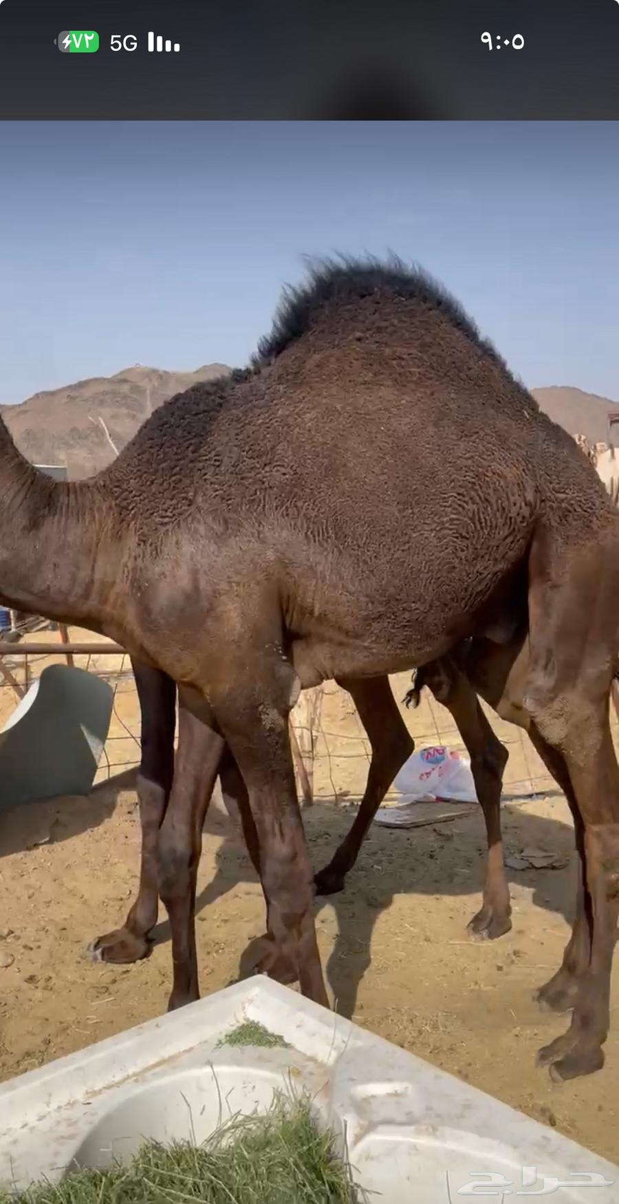 Local cushion is good and imported cushion is also good, delivery available64390291823235110