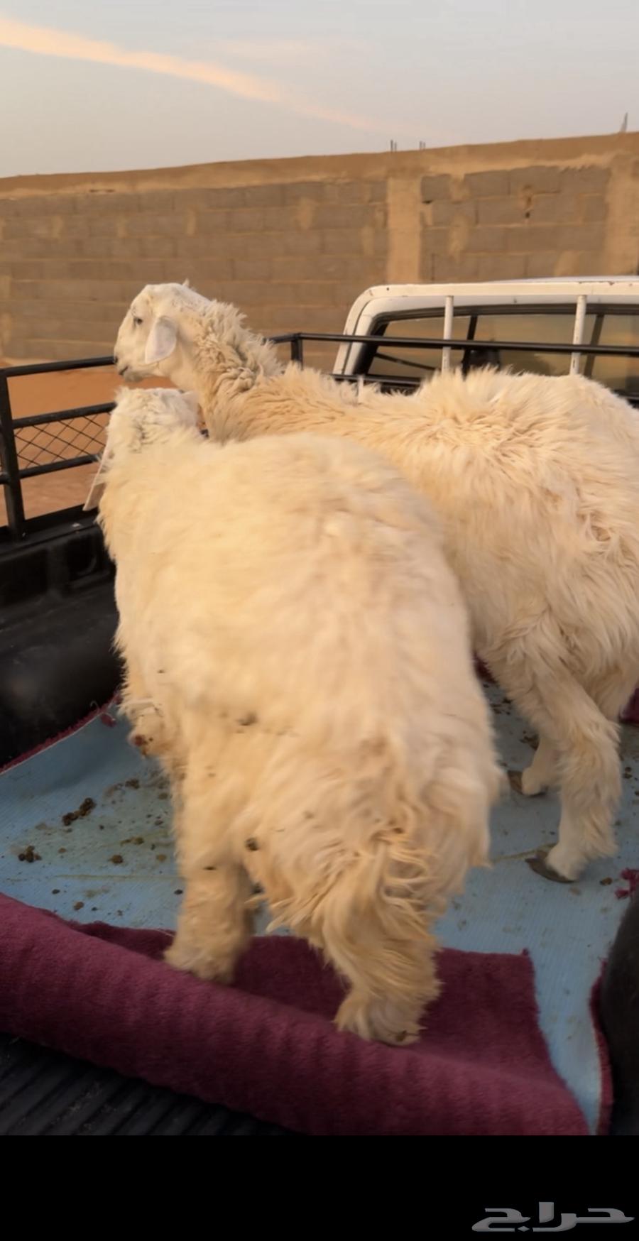 9 طليان كفو64382679607681113