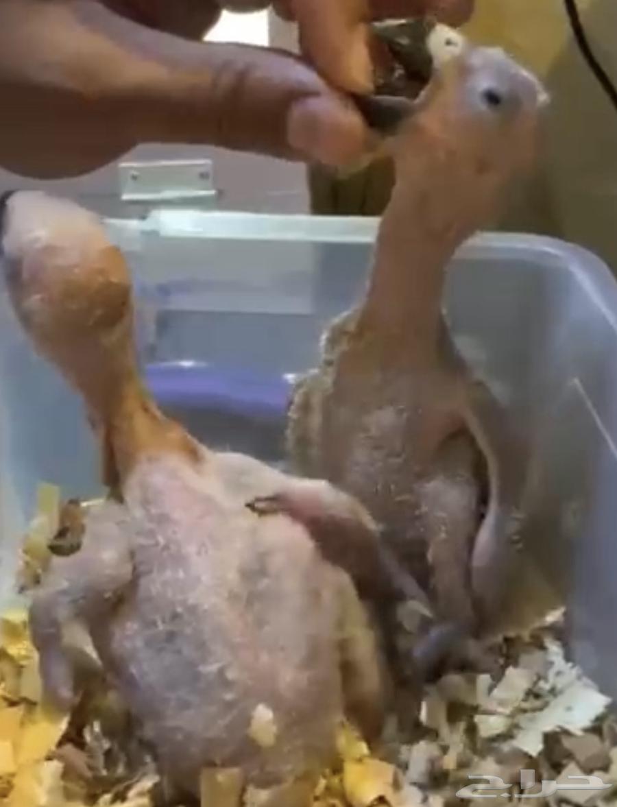 فرخ كاسكو انتاج محلي حجم بطل باقي فرخ64379123664641110