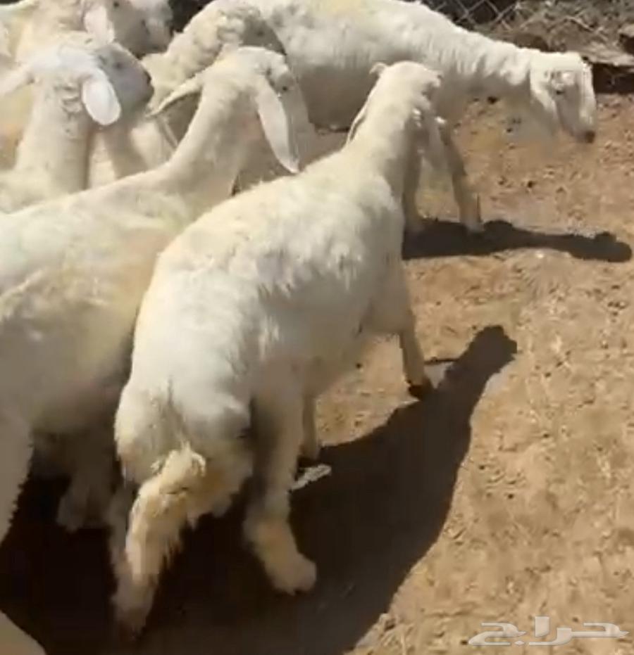 طليان للبيع العدد 864380861485954110