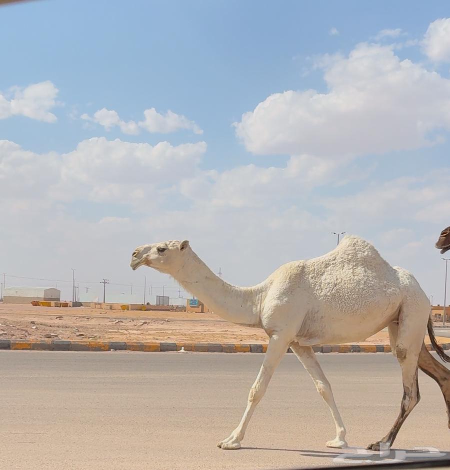 بكره باتليه طيبه ( تم البيع )64388454546562113