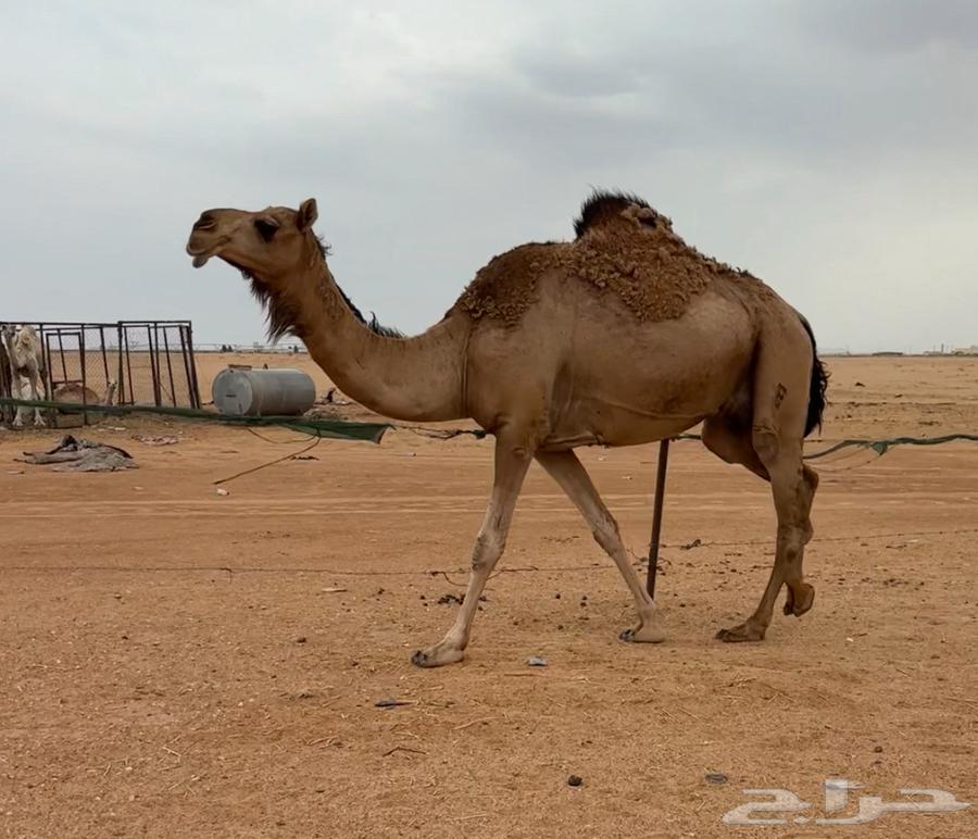 Al-Qa7a Hamra64380652838402113