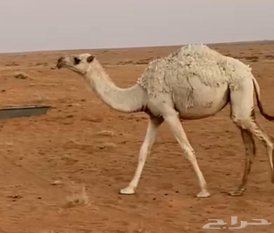 للبيع بكره مفروده64390026720131110