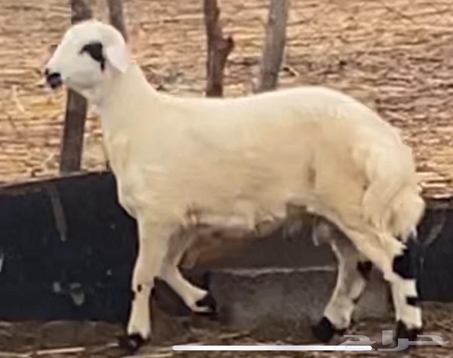 خروف للبيع64381123275265112