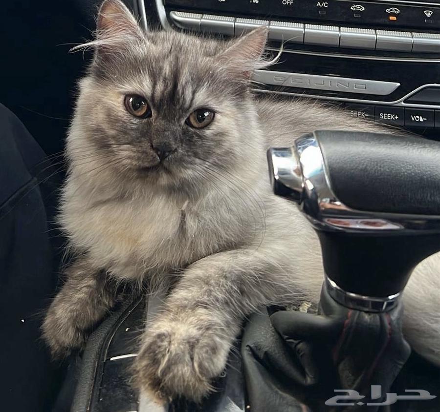 بسه للبيع64390333635715111