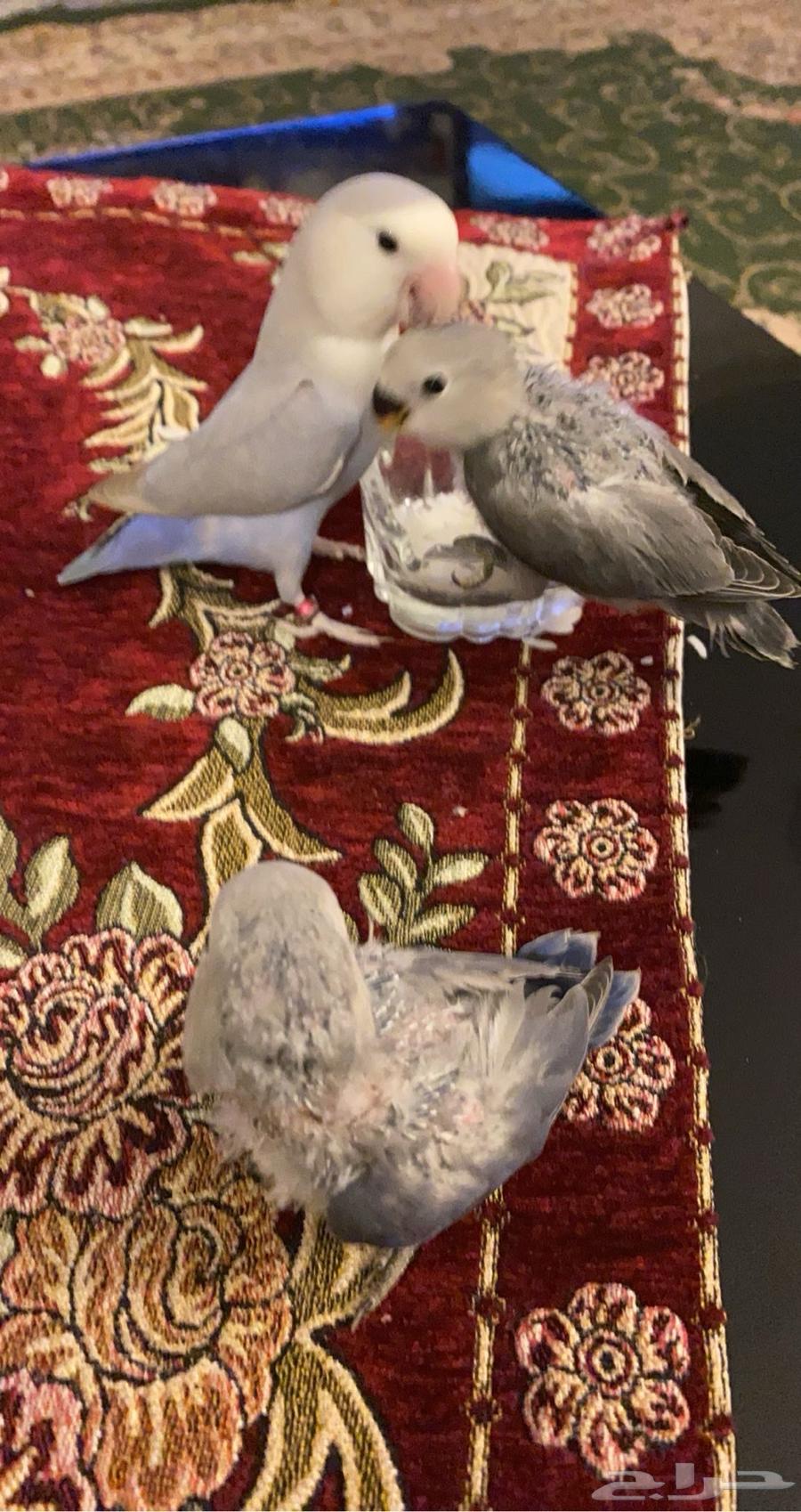 زوج روز منتج للبيع64384965984131112