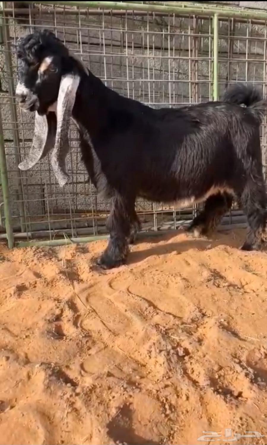 لعشاق النوادر والصنف والانتاج64369290671873110