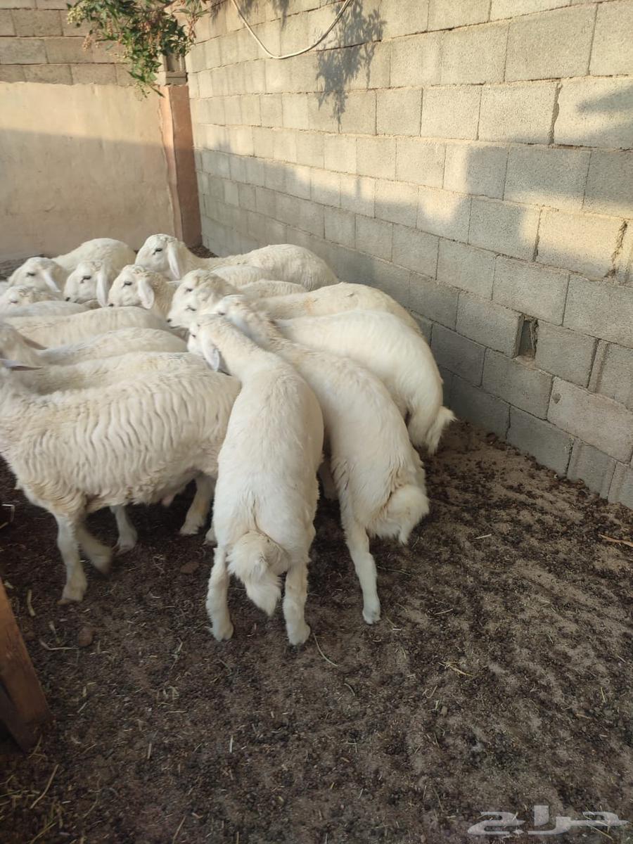 طليان حرية للبيع64390706563714114