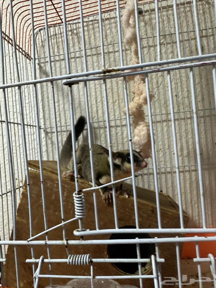 سنجاب64388976828675110