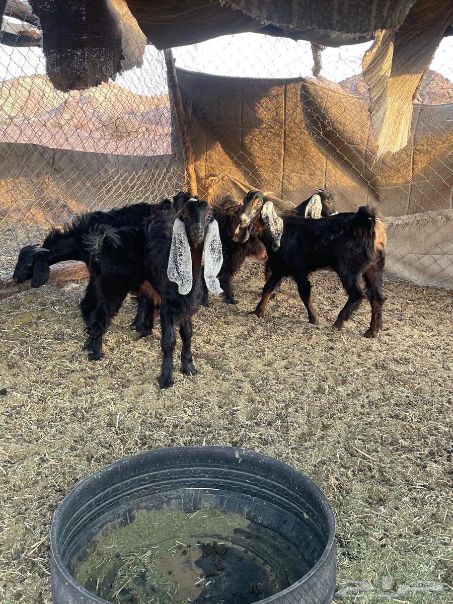 جفار للبيع64388343496195111