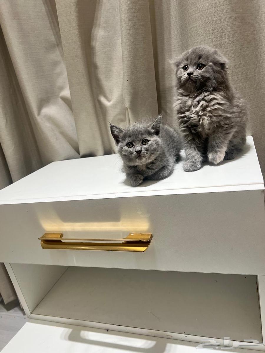 Kitten Scottish64377108529923114