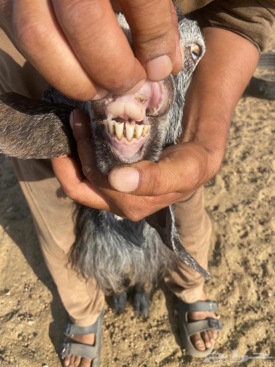 10 معزاء للبيع مع فحلها64377315196035114