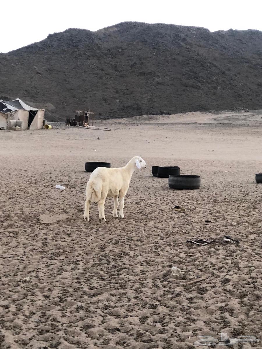 طلي حري للبيع64390843222017111