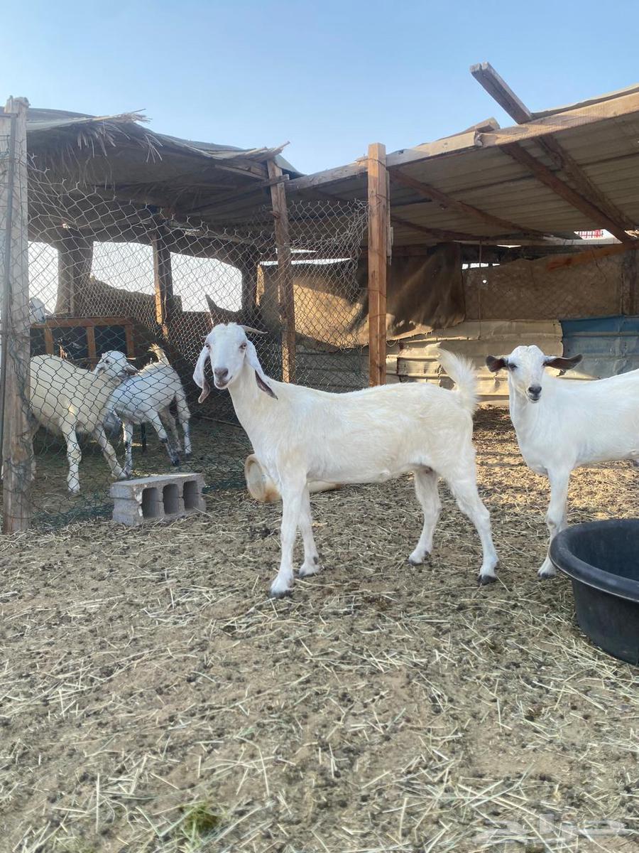 عنز للبيع64386068598147112